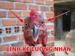 ga-luong-nhan.jpg
